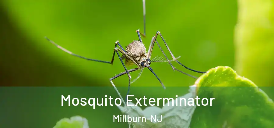 Mosquito Exterminator Millburn-NJ