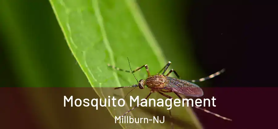 Mosquito Management Millburn-NJ