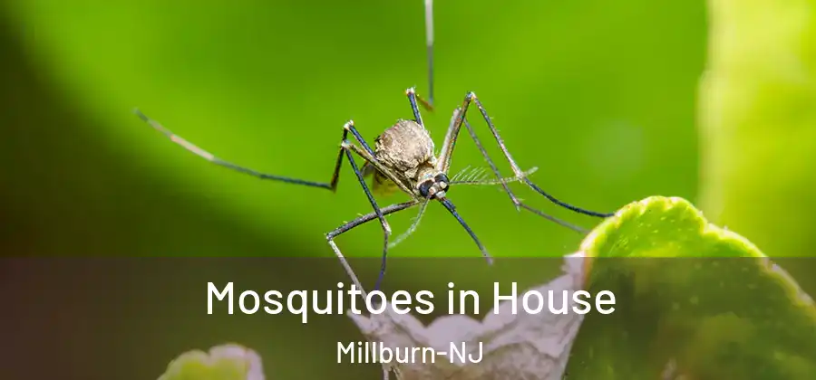  Mosquitoes in House Millburn-NJ