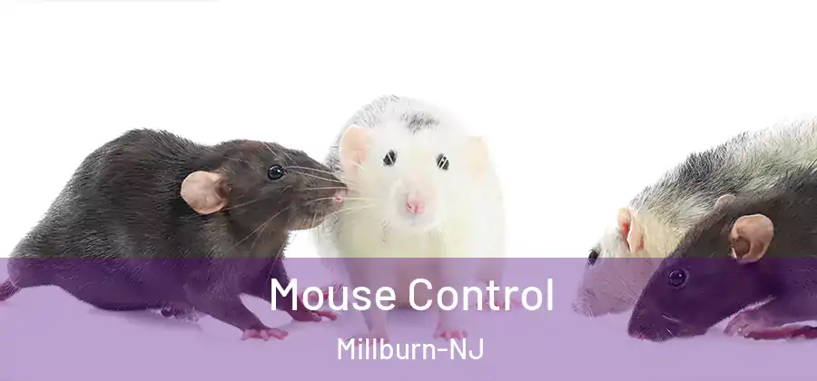  Mouse Control Millburn-NJ