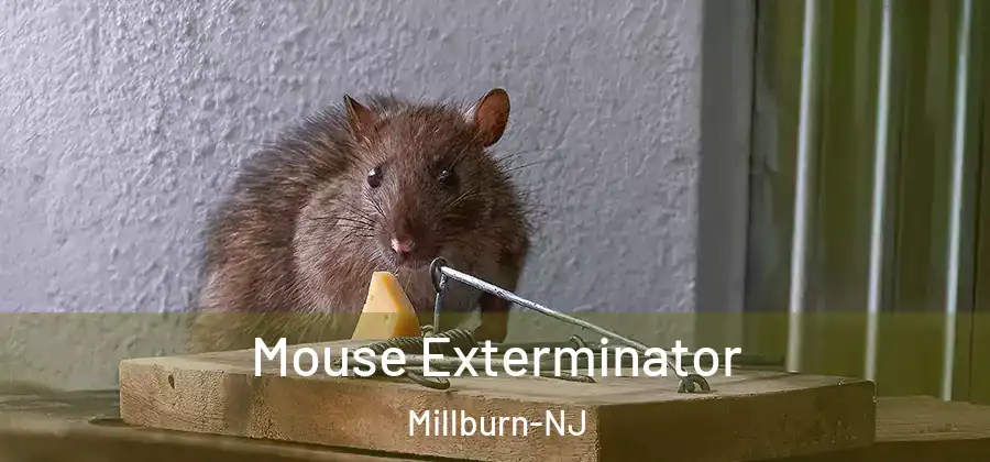 Mouse Exterminator Millburn-NJ