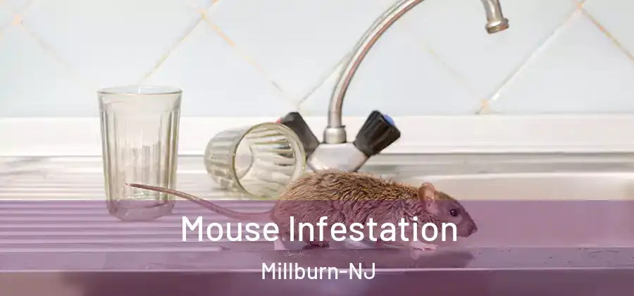 Mouse Infestation Millburn-NJ