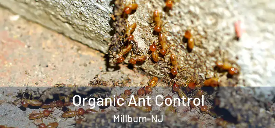 Organic Ant Control Millburn-NJ