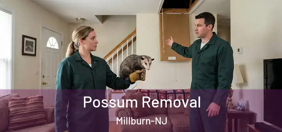 Possum Removal Millburn-NJ