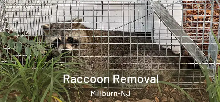 Raccoon Removal Millburn-NJ