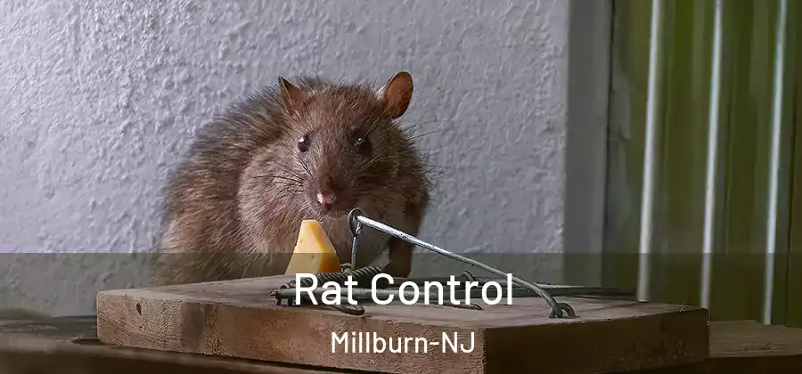 Rat Control Millburn-NJ