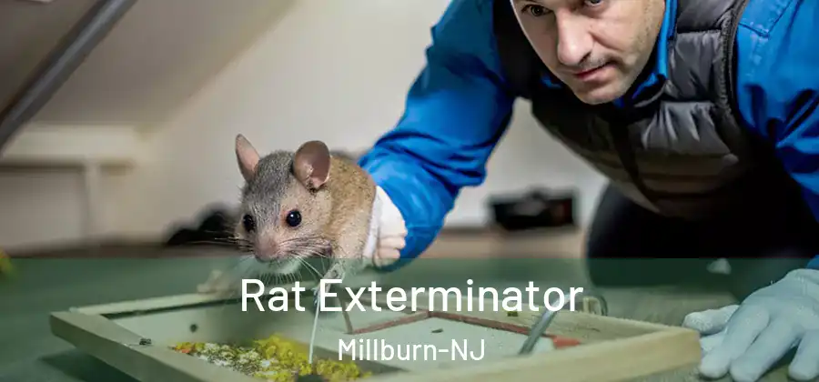 Rat Exterminator Millburn-NJ