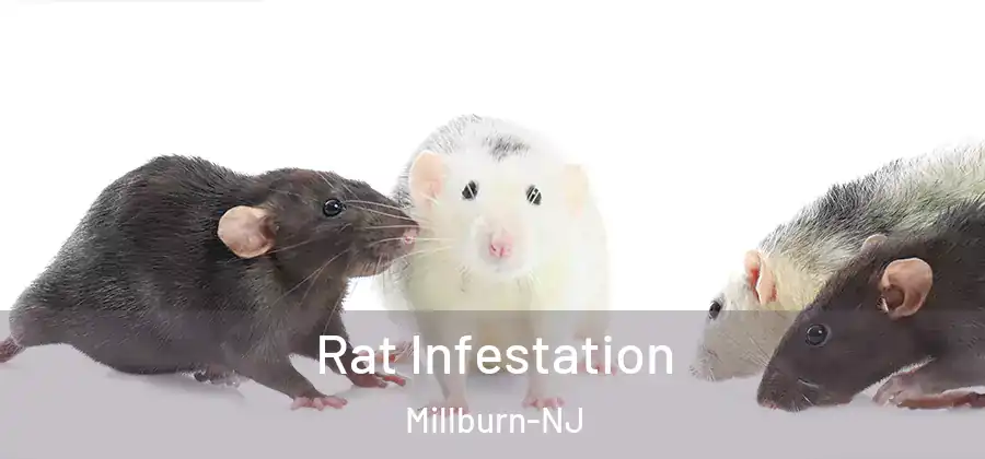 Rat Infestation Millburn-NJ
