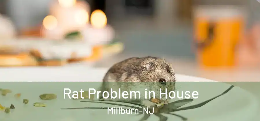 Rat Problem in House Millburn-NJ