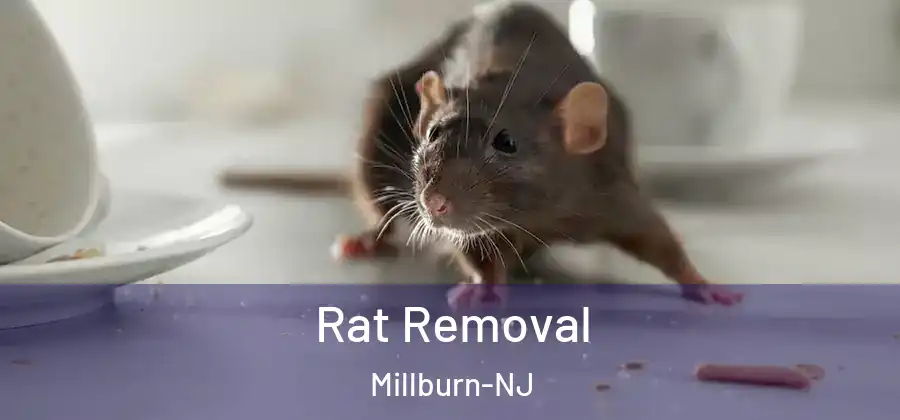 Rat Removal Millburn-NJ