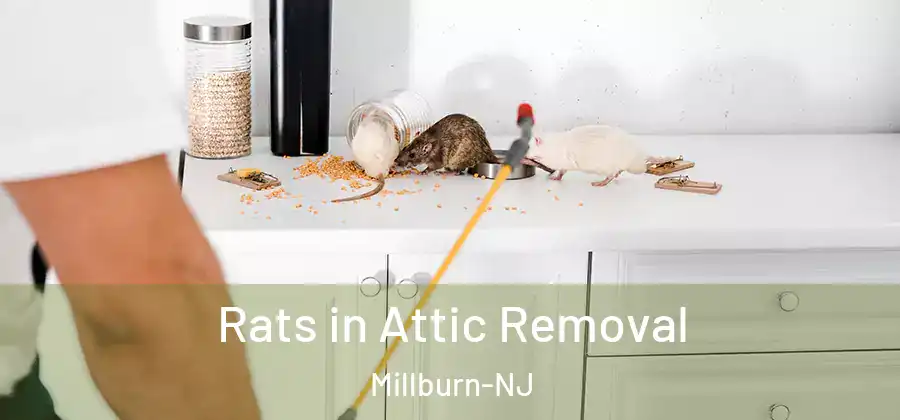 Rats in Attic Removal Millburn-NJ