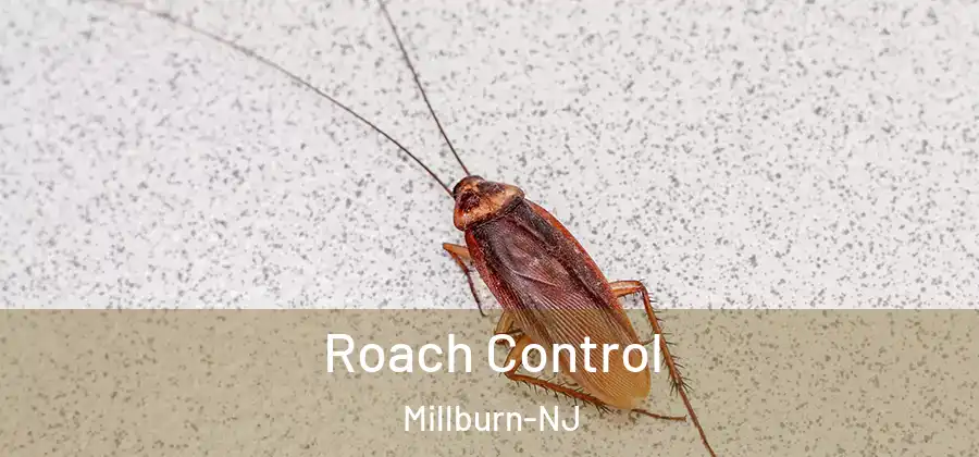 Roach Control Millburn-NJ