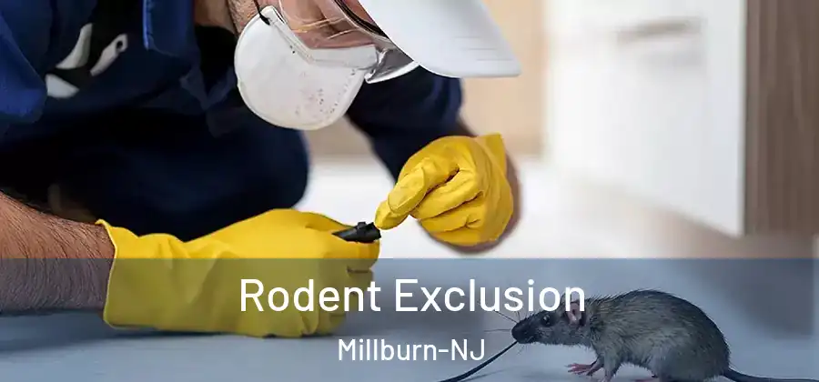 Rodent Exclusion Millburn-NJ