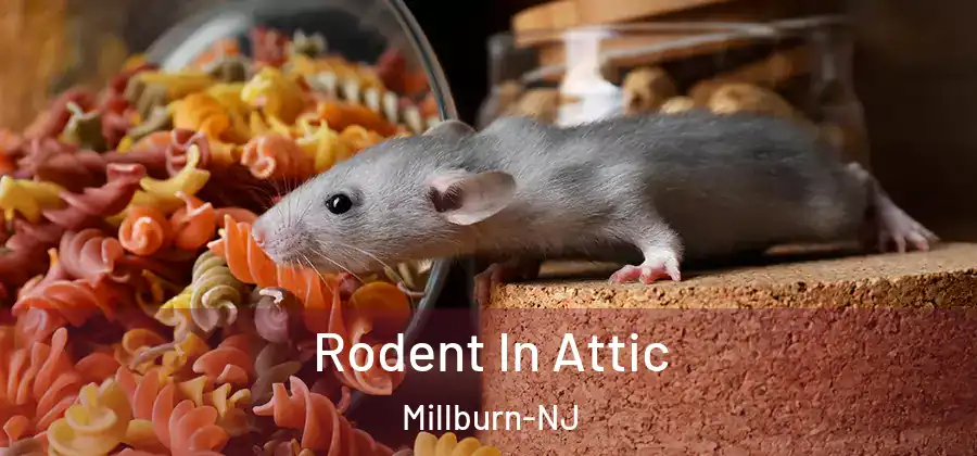 Rodent In Attic Millburn-NJ