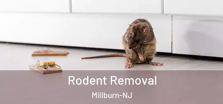 Rodent Removal Millburn-NJ