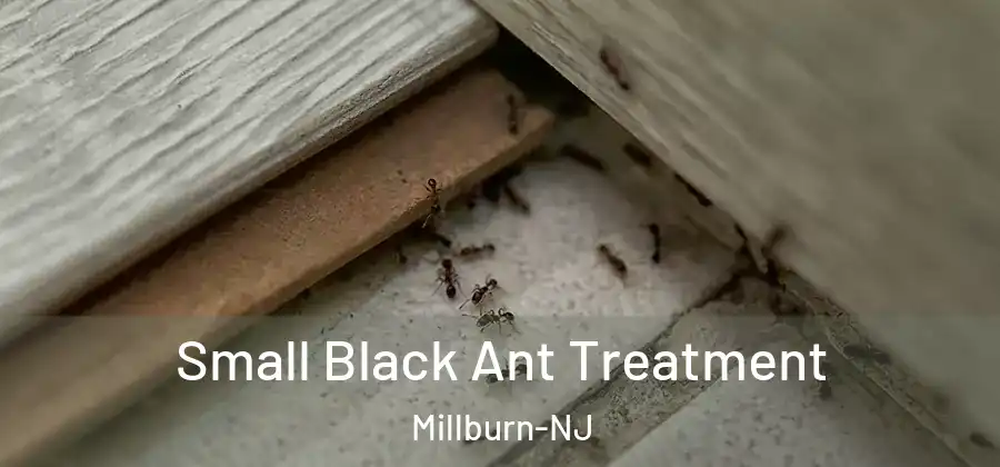 Small Black Ant Treatment Millburn-NJ