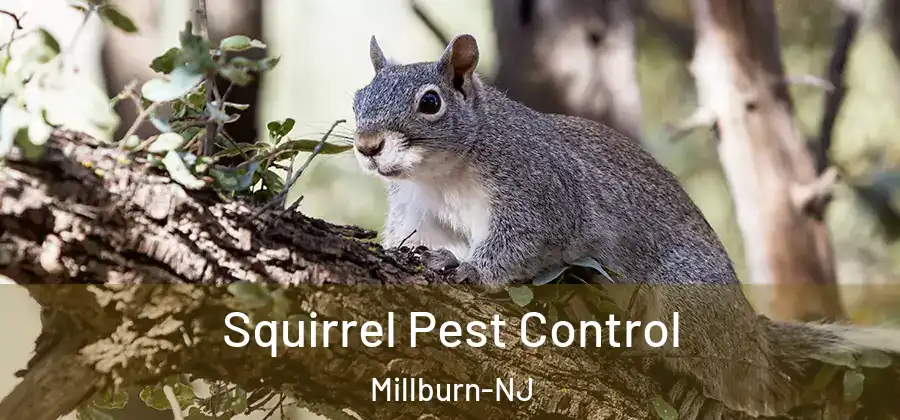 Squirrel Pest Control Millburn-NJ