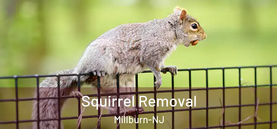 Squirrel Removal Millburn-NJ