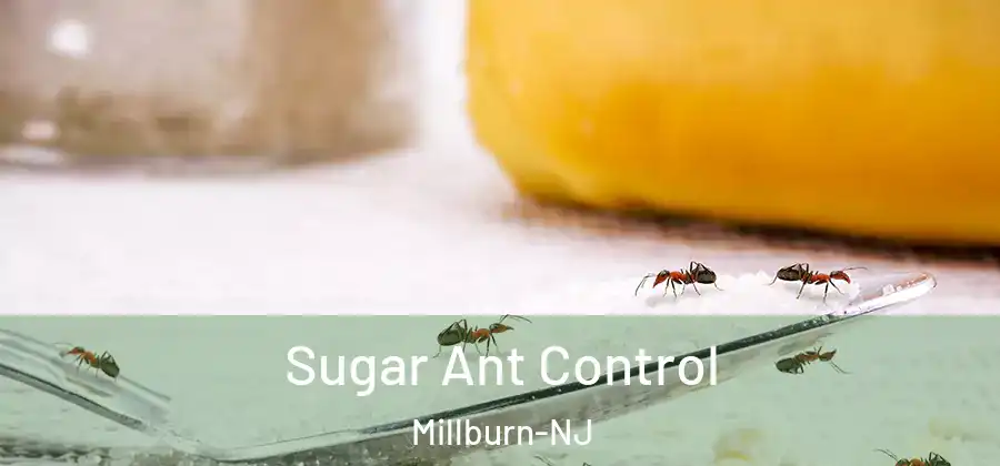  Sugar Ant Control Millburn-NJ