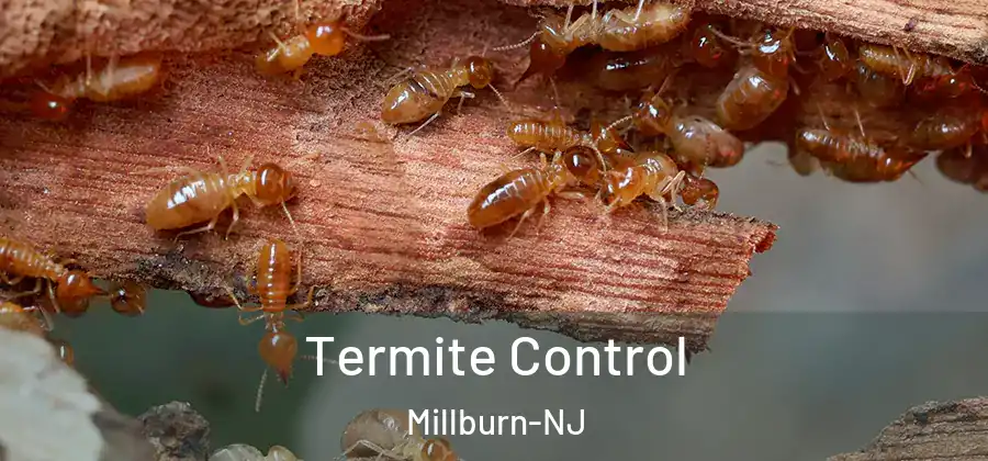 Termite Control Millburn-NJ