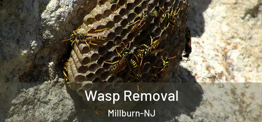  Wasp Removal Millburn-NJ