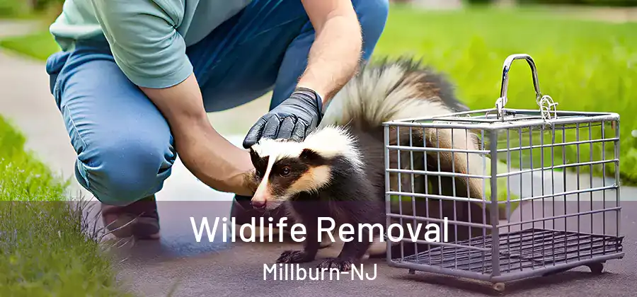 Wildlife Removal Millburn-NJ