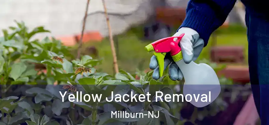 Yellow Jacket Removal Millburn-NJ